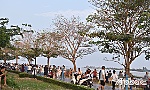 Rực rỡ hàng hoa kèn hồng nở rộ bên dòng sông Tiền