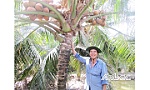 Kinh tế gia đình ổn định nhờ trồng dừa Mã Lai và nuôi cá tai tượng