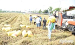 Giá lúa giảm, nông dân gặp khó!