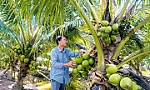 Giá dừa tươi tăng từng ngày