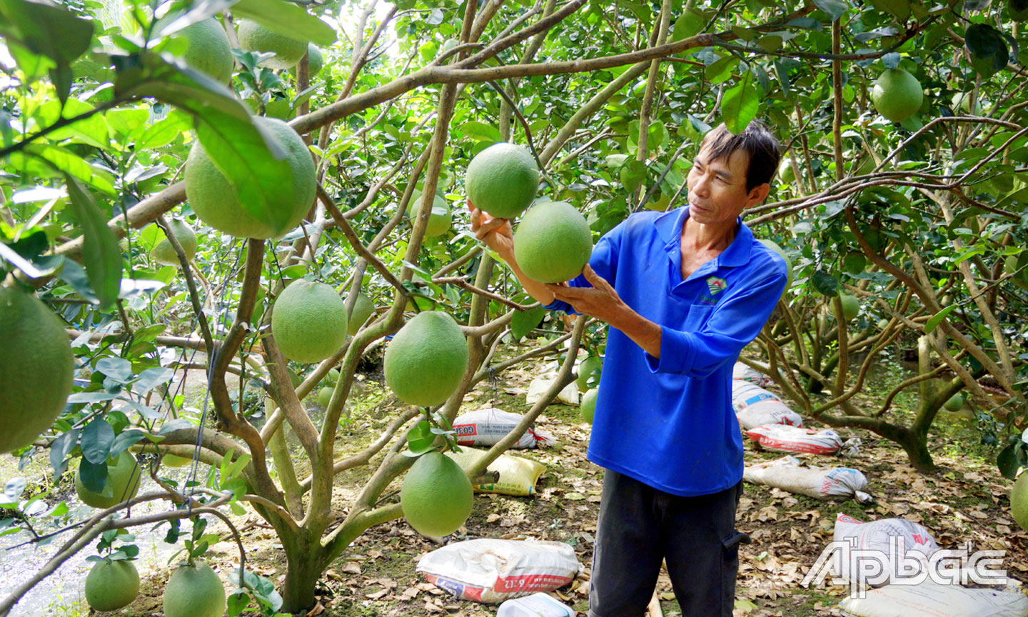 Nông dân trên địa bàn xã Long An áp dụng tiến bộ khoa học - kỹ thuật, cách làm hay vào canh tác vườn bưởi, cho năng suất cao.
