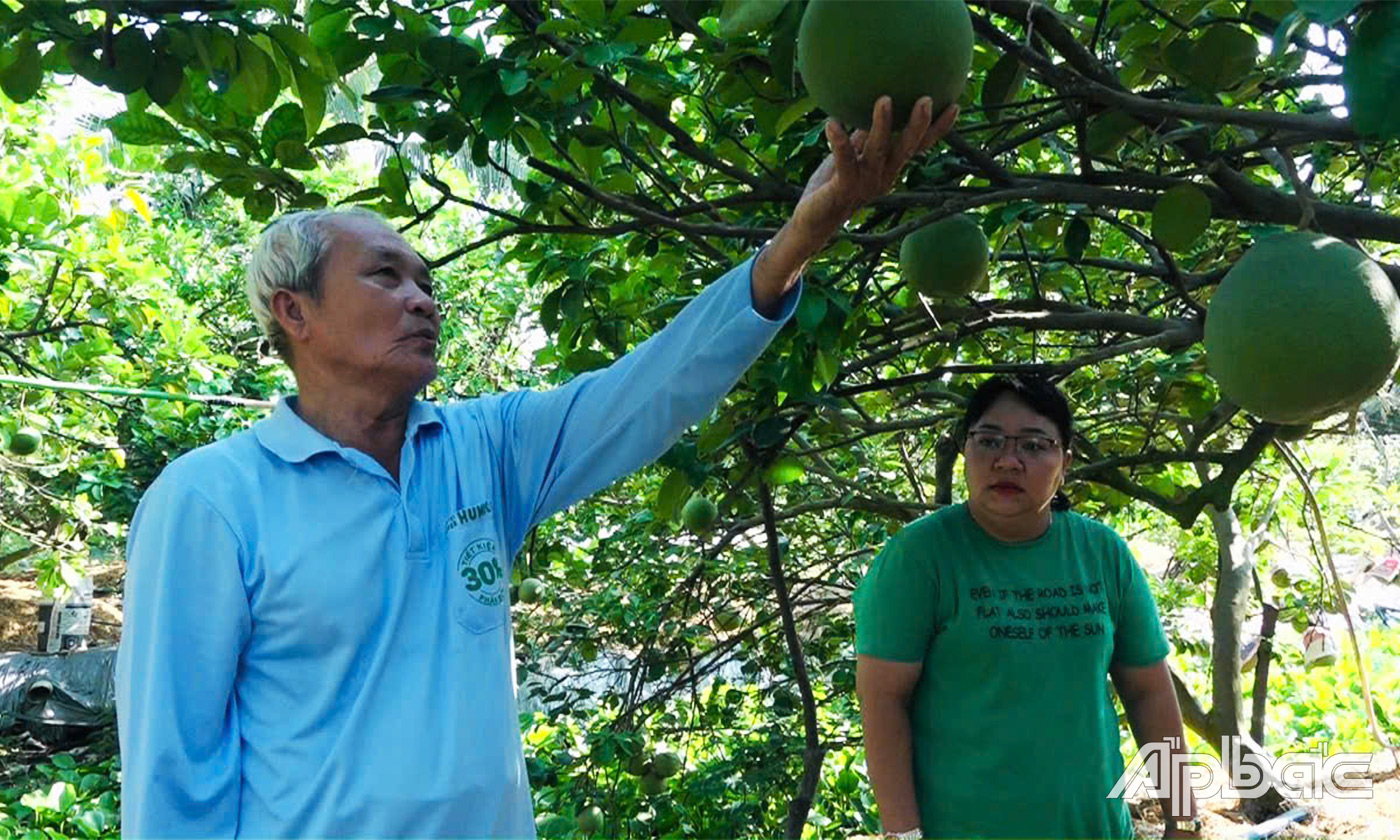 Hoi nong dan tập huấn h dẫn ky thuật châm sóc vườn bưởi da xanh mùa khô hạn