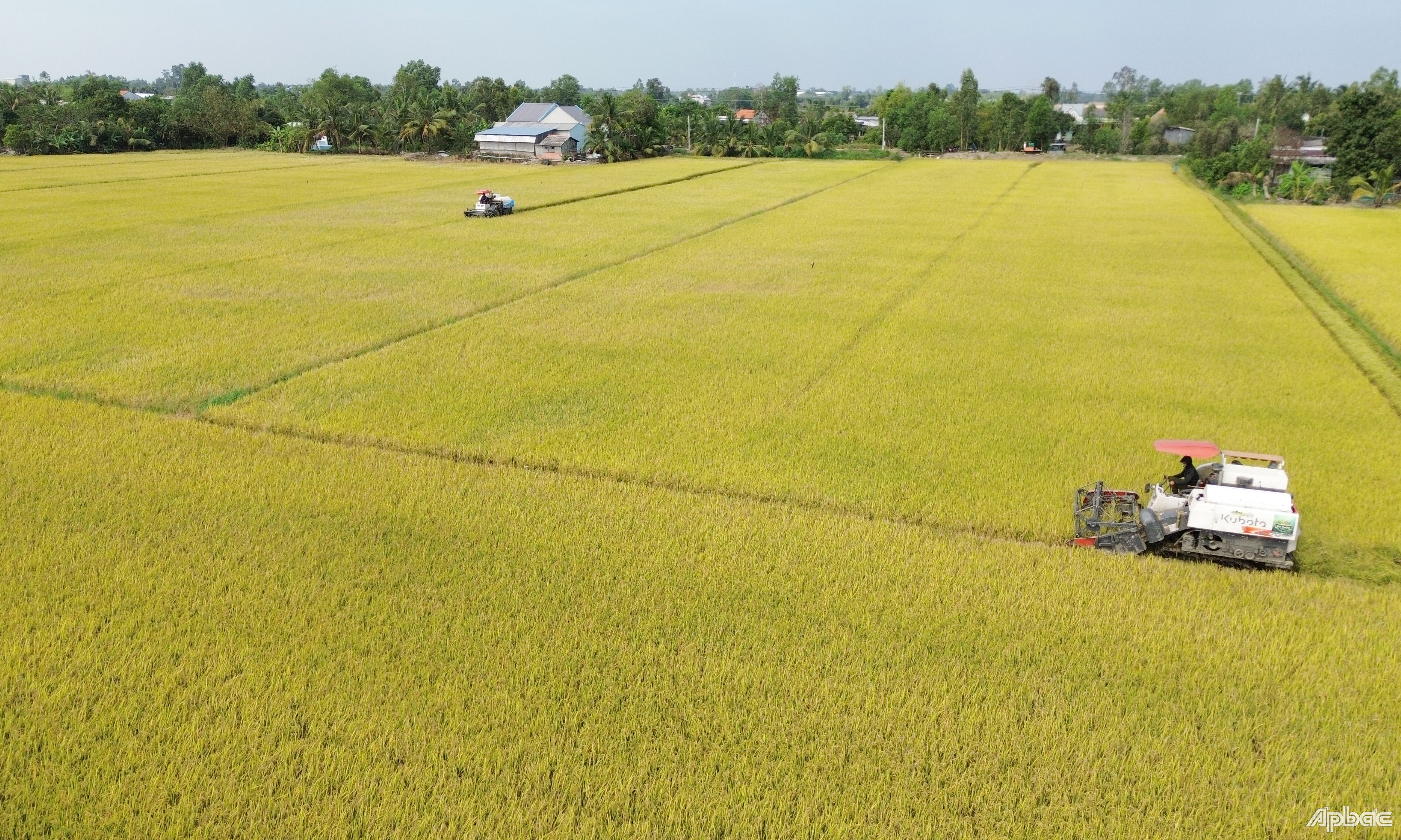 Hiện trên địa bàn tỉnh có nhiều mô hình kinh tế tập thể hỗ trợ nông dân, thành viên HTX thực hiện tốt liên kết sản xuất, tiêu thụ lúa gạo. 