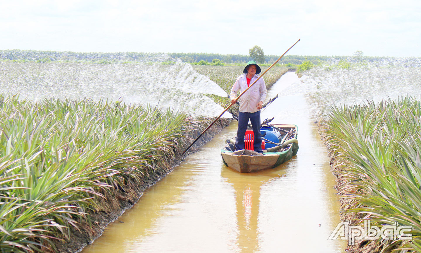 Khóm là cây trồng chủ lực của xã Thạnh Tân.