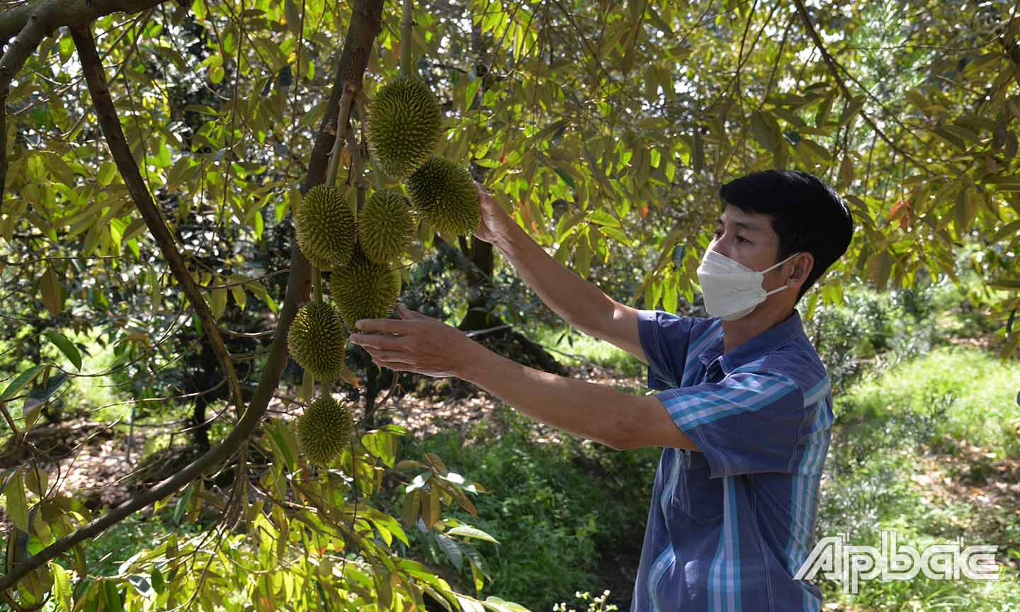 Tiền Giang có 464 mã số vùng trồng cây ăn trái được phê duyệt, với tổng diện tích 28.361,2 ha, trong đó 210 mã số thuộc diện vùng trồng trọng điểm