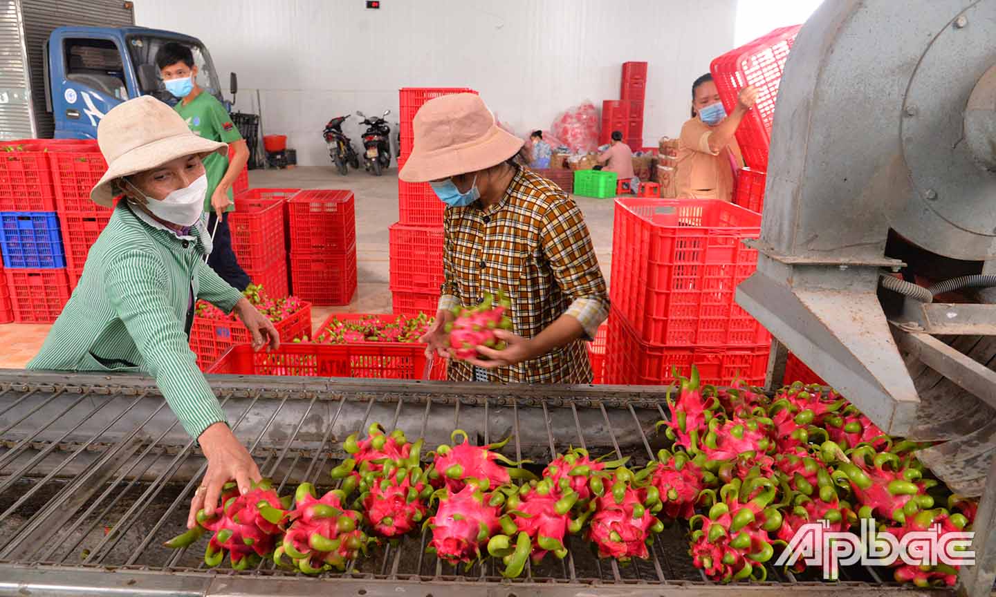 Toàn tỉnh hiện có 323 mã số cơ sở đóng gói phục vụ xuất khẩu