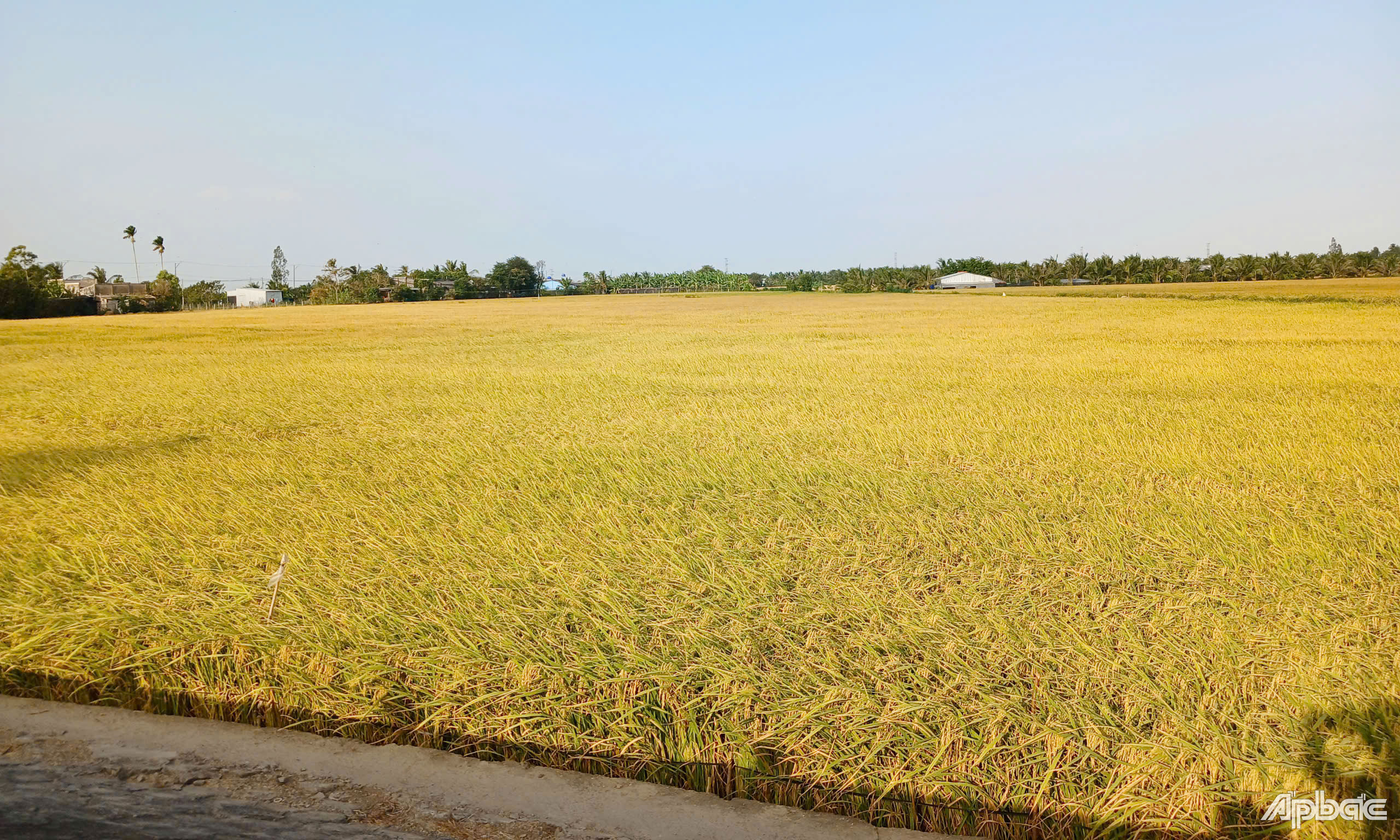 Những diện tích lúa đông xuân tại huyện Gò Công Tây đang chín và thu hoạch nên không còn nhu cầu sử dụng nước.