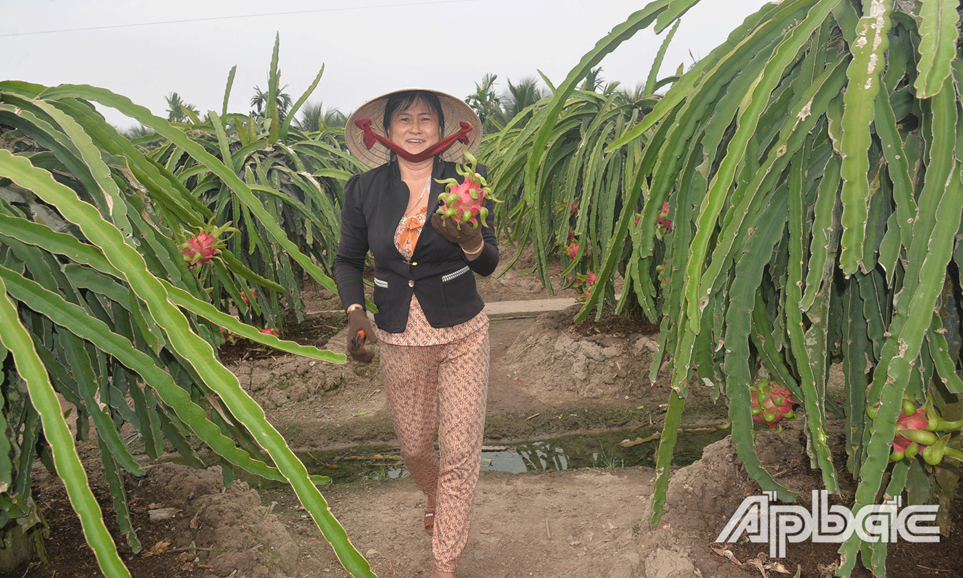 Đảm bảo đủ nước tưới cho thanh long.