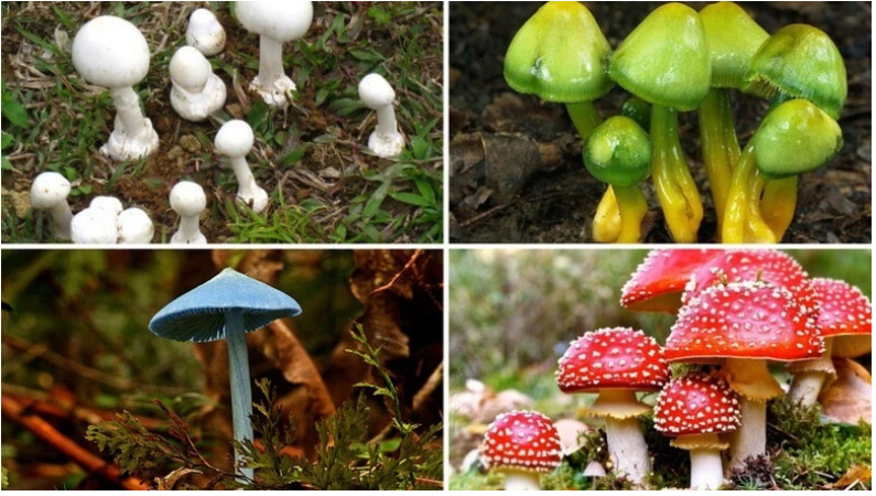 Người dân cần nhận biết, cập nhật các loại nấm độc để phòng, tránh. (Ảnh: Internet)