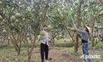 Cấp và quản lý mã số vùng trồng, cơ sở đóng gói và kiểm soát an toàn thực phẩm xuất khẩu trên địa bàn Tiền Giang
