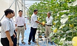Thành công với mô hình trồng dưa lưới trong nhà màng
