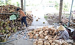 Tiền Giang: Dừa khô tăng giá, nhà vườn phấn khởi