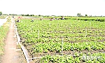 Xâm nhập mặn đạt đỉnh và sẽ giảm dần trong những ngày tới