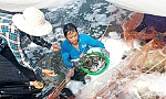 Giá tôm nguyên liệu dự báo sẽ tiếp tục giảm