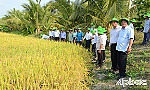 Tiền Giang: Phê duyệt vùng trồng lúa năng suất, chất lượng cao