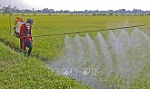 Ngân hàng tạo điều kiện cho ngành hàng lúa gạo phát triển