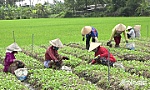 Huyện Gò Công Tây: Hiệu quả từ chính sách hỗ trợ liên kết sản xuất nông nghiệp