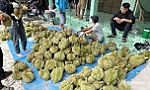 Giá sầu riêng liên tục giảm, xuất khẩu tiếp tục gặp khó