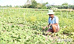 Xâm nhập mặn giảm, mực nước trong vùng Ngọt hóa Gò Công tăng dần