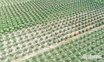 Sức sống mới trên vùng đất anh hùng