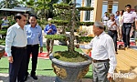 Lưu giữ, phát huy giá trị dòng kiểng cổ mai nu