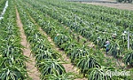 Nửa thế kỷ vươn lên cùng đất nước - Bài 3: Tạo đà cho đổi mới, phát triển