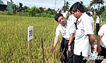 Huyện Châu Thành: Nông nghiệp vẫn là bệ đỡ trong phát triển kinh tế