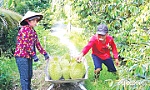 Xã Bình Trưng hướng tới xã nông thôn mới nâng cao sau khi sáp nhập