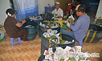 Tiền Giang: Giá bưởi da xanh tăng cao, nhà vườn phấn khởi