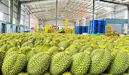 Xuất khẩu rau quả trong quí 1 giảm hơn 11% so với cùng kỳ, nguyên nhân do đâu?