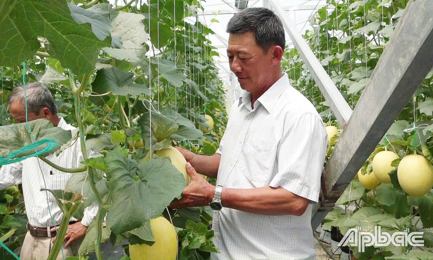 Ông Tùng chăm sóc dưa lưới.