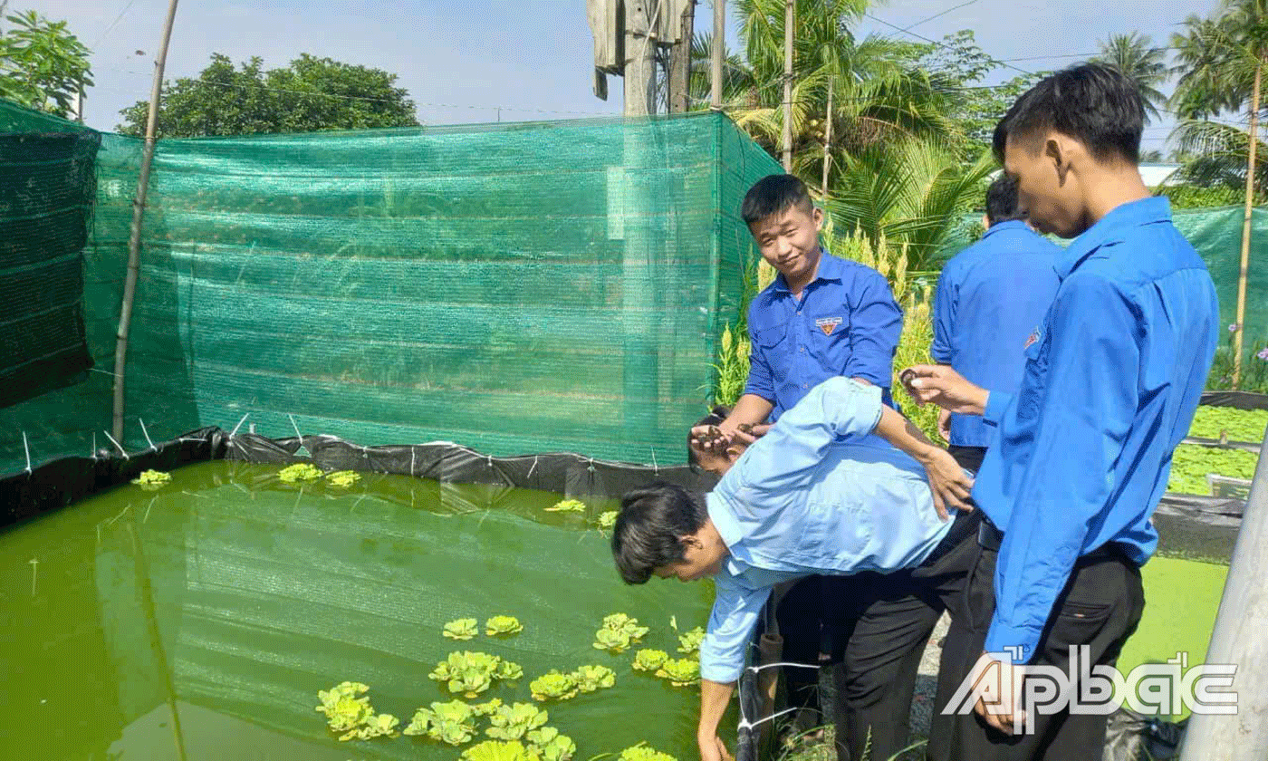 Mp6 hình nuôi ốc bươu đen của anh Minh Đồng.