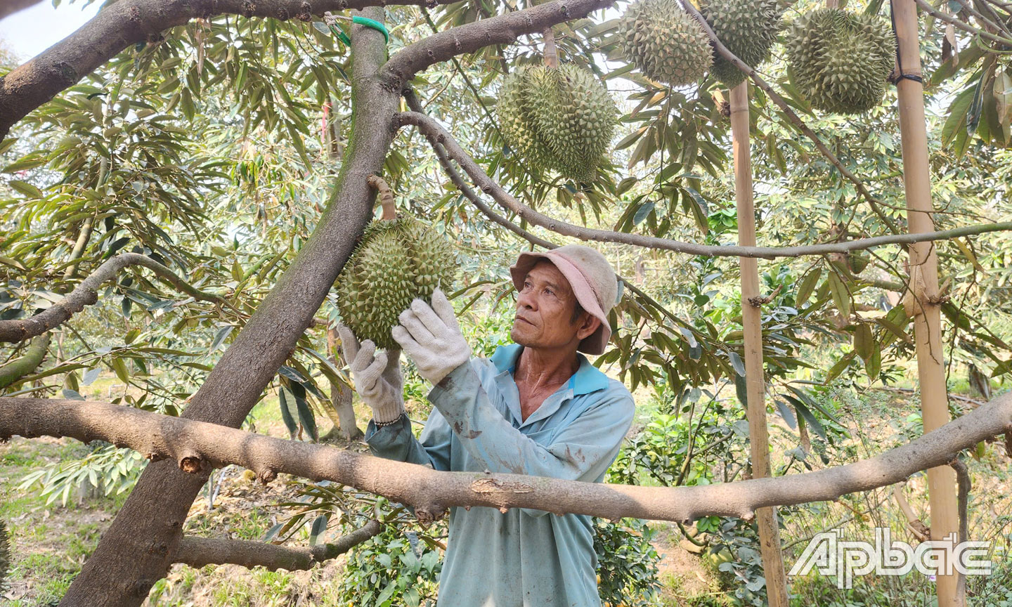 Hiện nay, việc xuất khẩu sầu riêng đang gặp khó do “vướng” các hàng rào kỹ thuật từ phía Trung Quốc buộc nhà vườn và doanh nghiệp phải khắc phục để thích nghi.