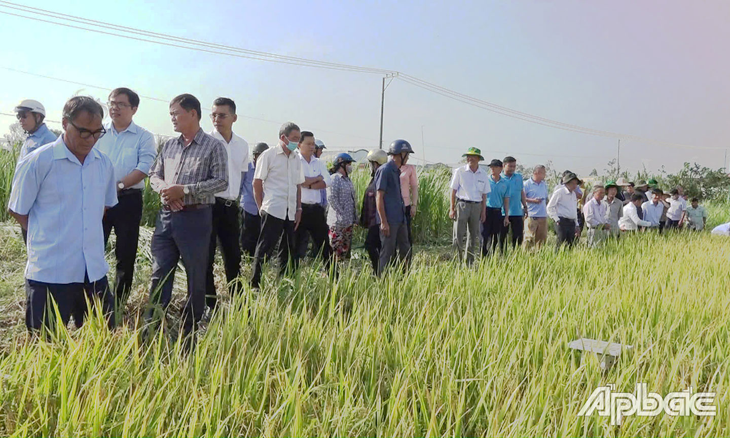 Tham quan mô hình canh tác lúa thông minh phát thải thấp gắn với tăng trưởng xanh thử nghiệm tại xã Yên Luông. 
