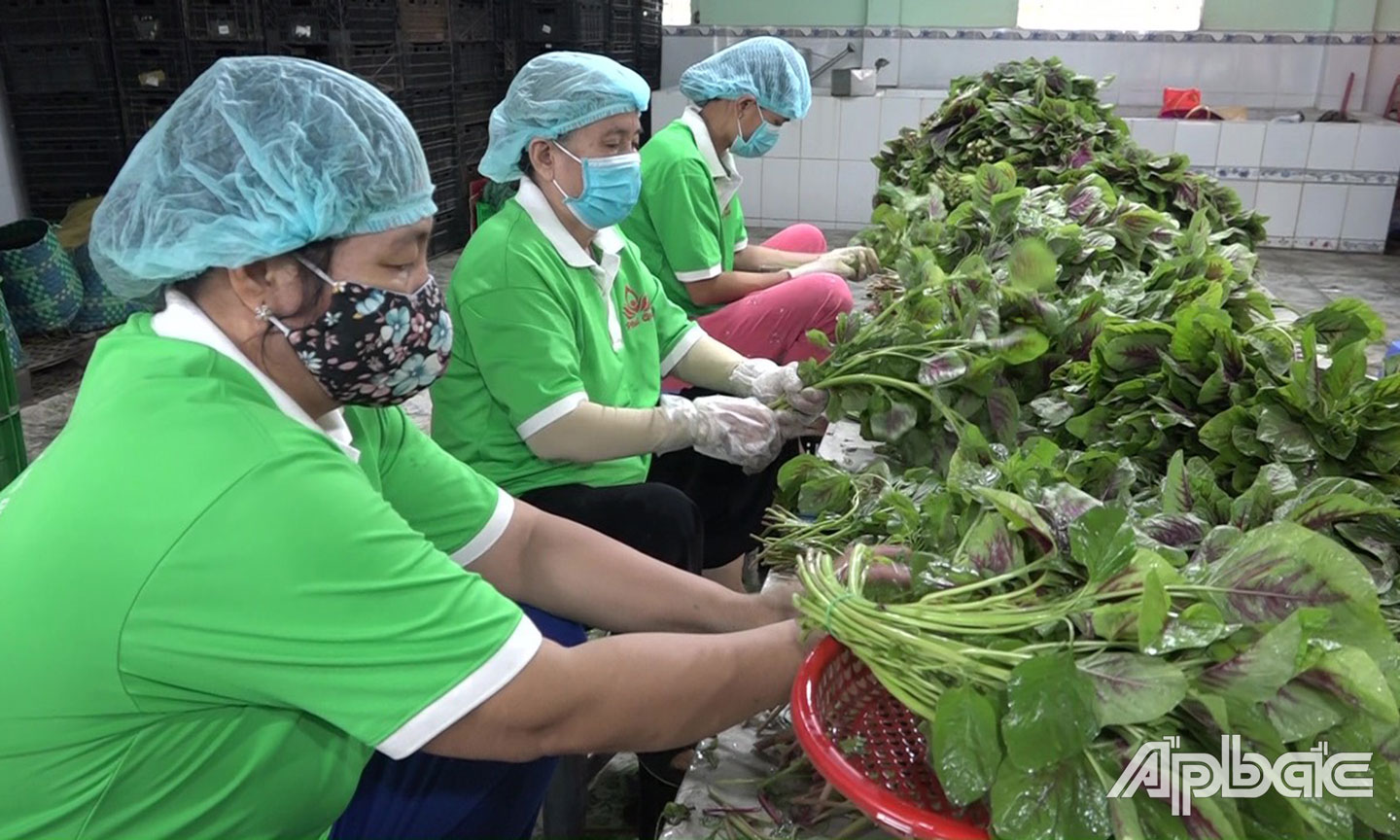 Nhờ tham gia các mô hình liên kết mà thành viên HTX sản xuất, tiêu thụ được ổn định, giảm chi phí sản xuất và nâng cao được thu nhập.