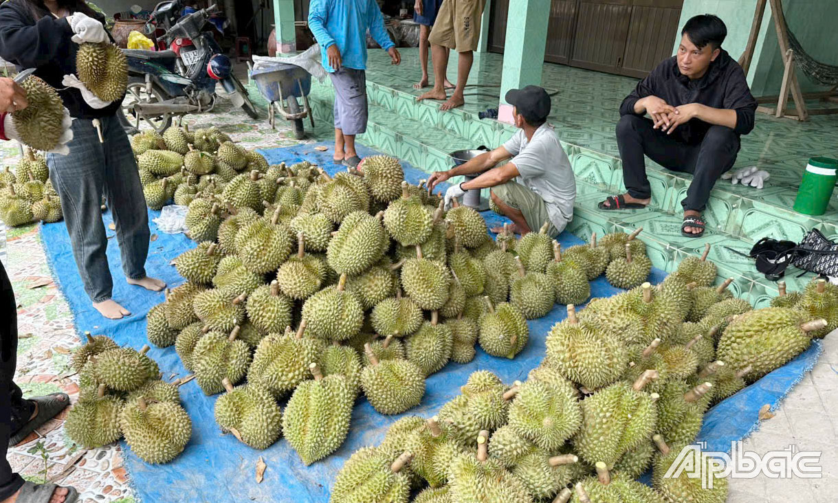 Doanh nghiệp, thương lái, nhà vườn đều gặp khó trong việc tiêu thụ sầu riêng.