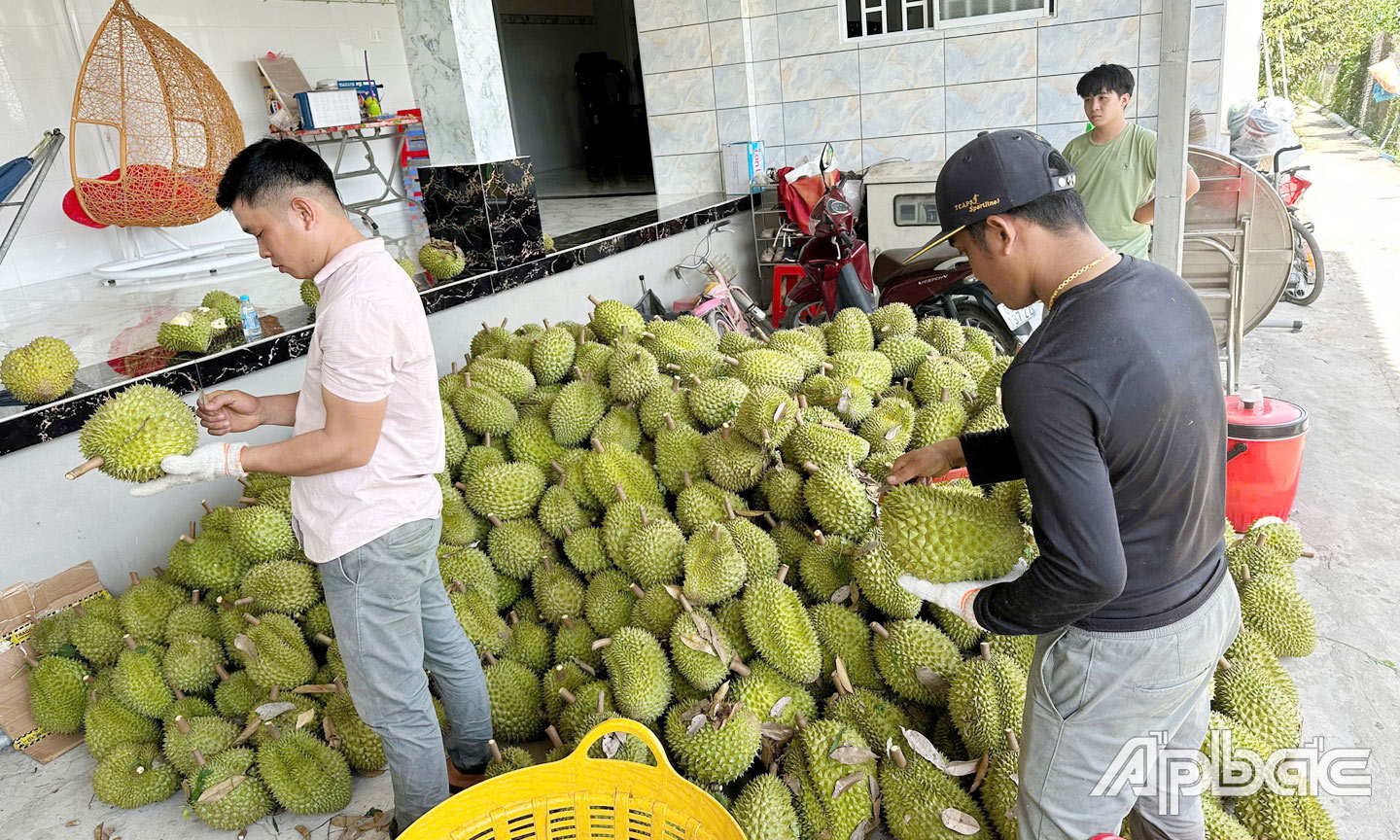 Giá sầu riêng tiếp tục giảm, tình hình xuất khẩu gặp khó khăn.