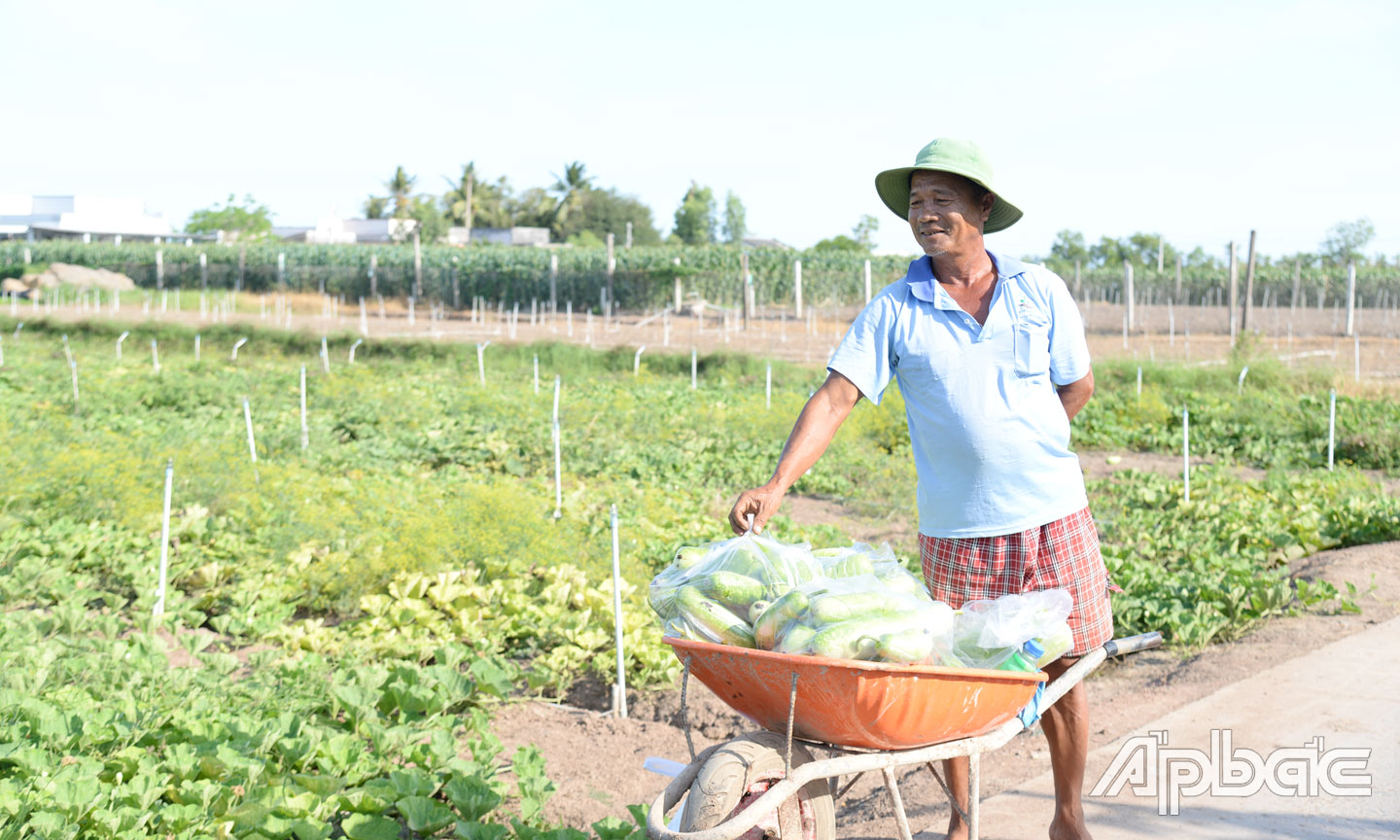 Ông Nghĩa bán bầu với giá 1.500 đồng/kg.