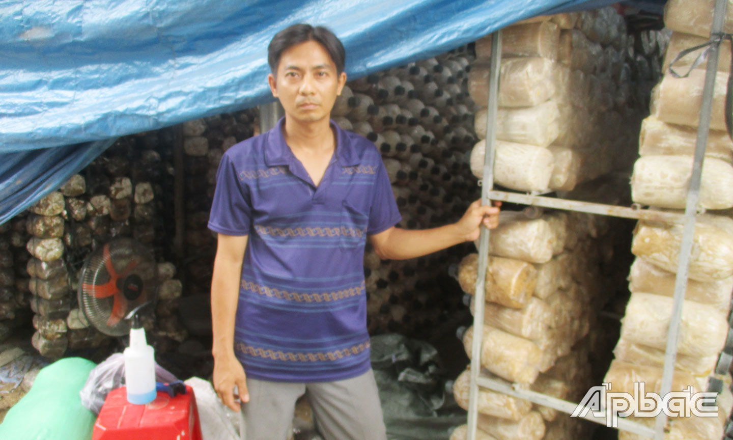 Anh Chuyên đang chăm sóc trại nấm bào ngư của gia đình.