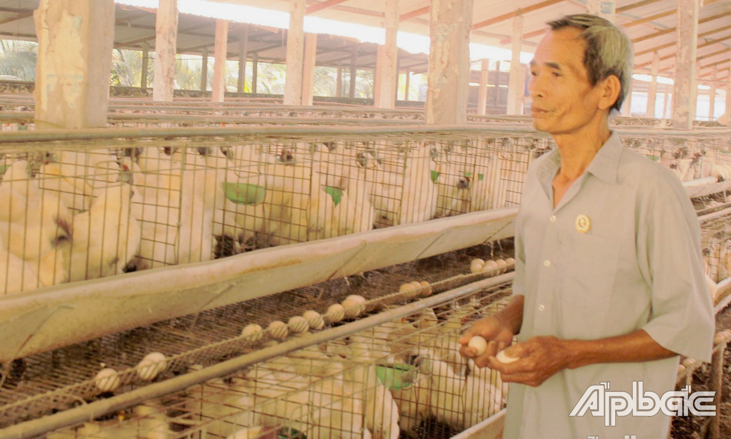 Mô hình nuôi gà ri sinh sản của hội viên CCB Cao Văn Hoàng mang lại giá trị kinh tế cao. 