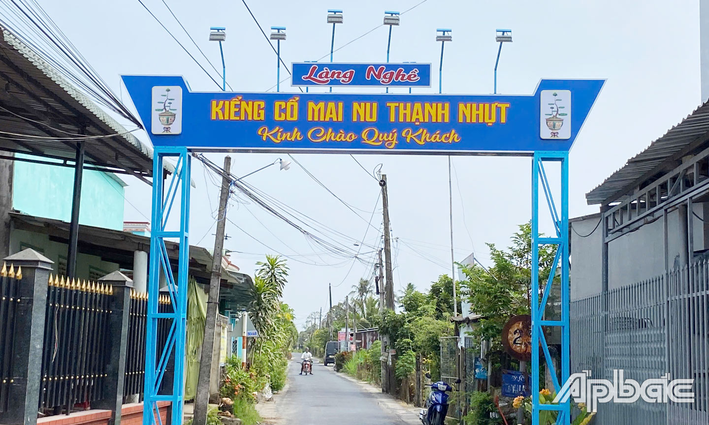 Từ nghề trồng kiểng mai nu, nhiều gia đình trở nên khá giả, vươn lên làm giàu chính đáng.