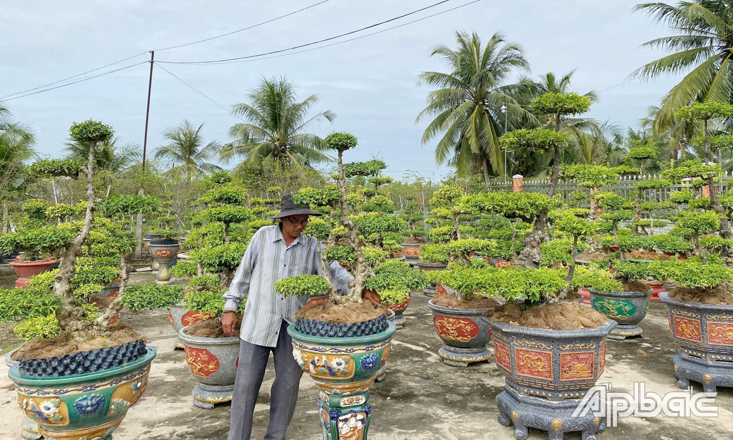 Từ nghề trồng kiểng mai nu, nhiều gia đình trở nên khá giả, vươn lên làm giàu chính đáng.