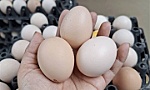 Vì sao không thể làm giả được trứng gà?