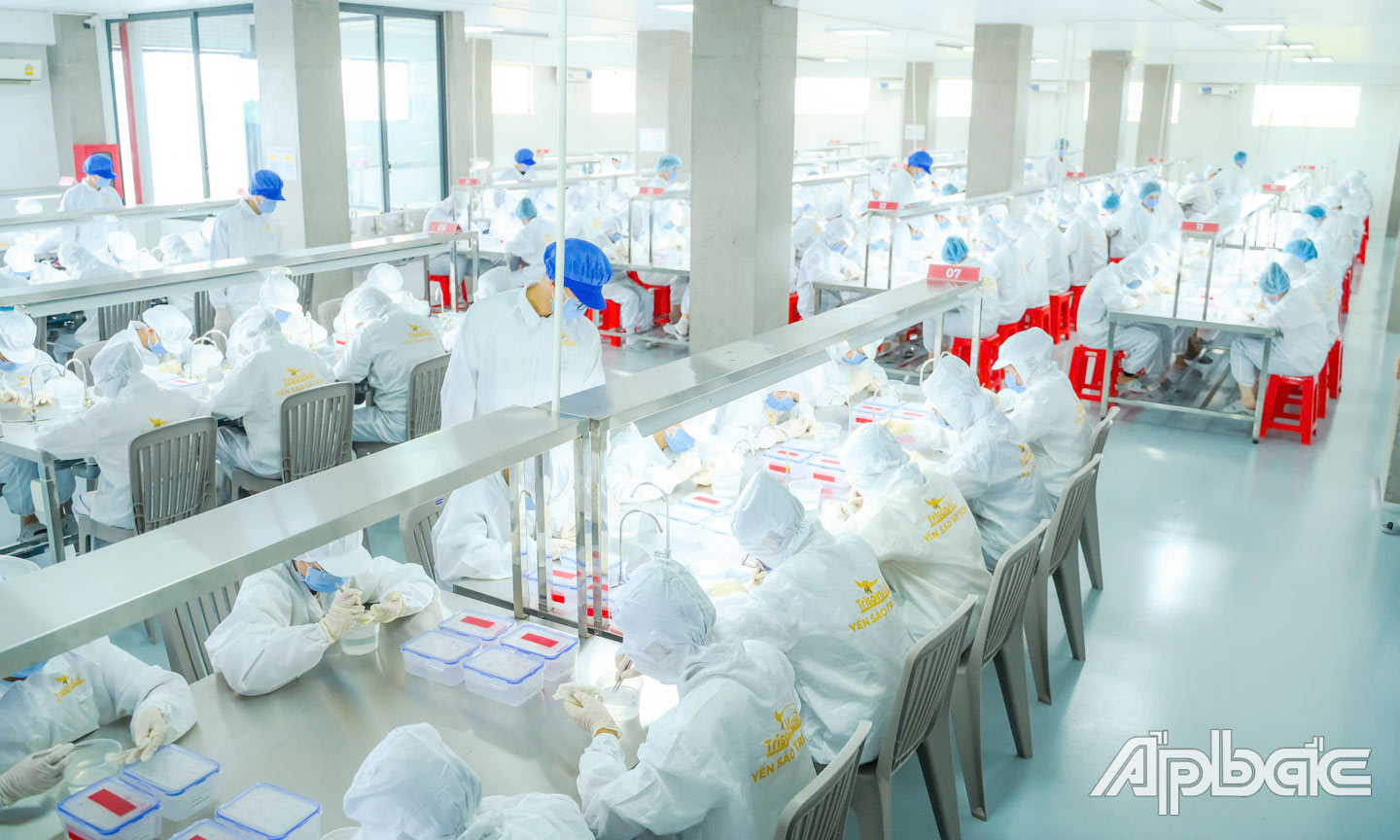 Liên kết sản xuất và tiêu thụ để thúc đẩy xuất khẩu tổ yến đang là hướng đi cần thiết hiện nay.
