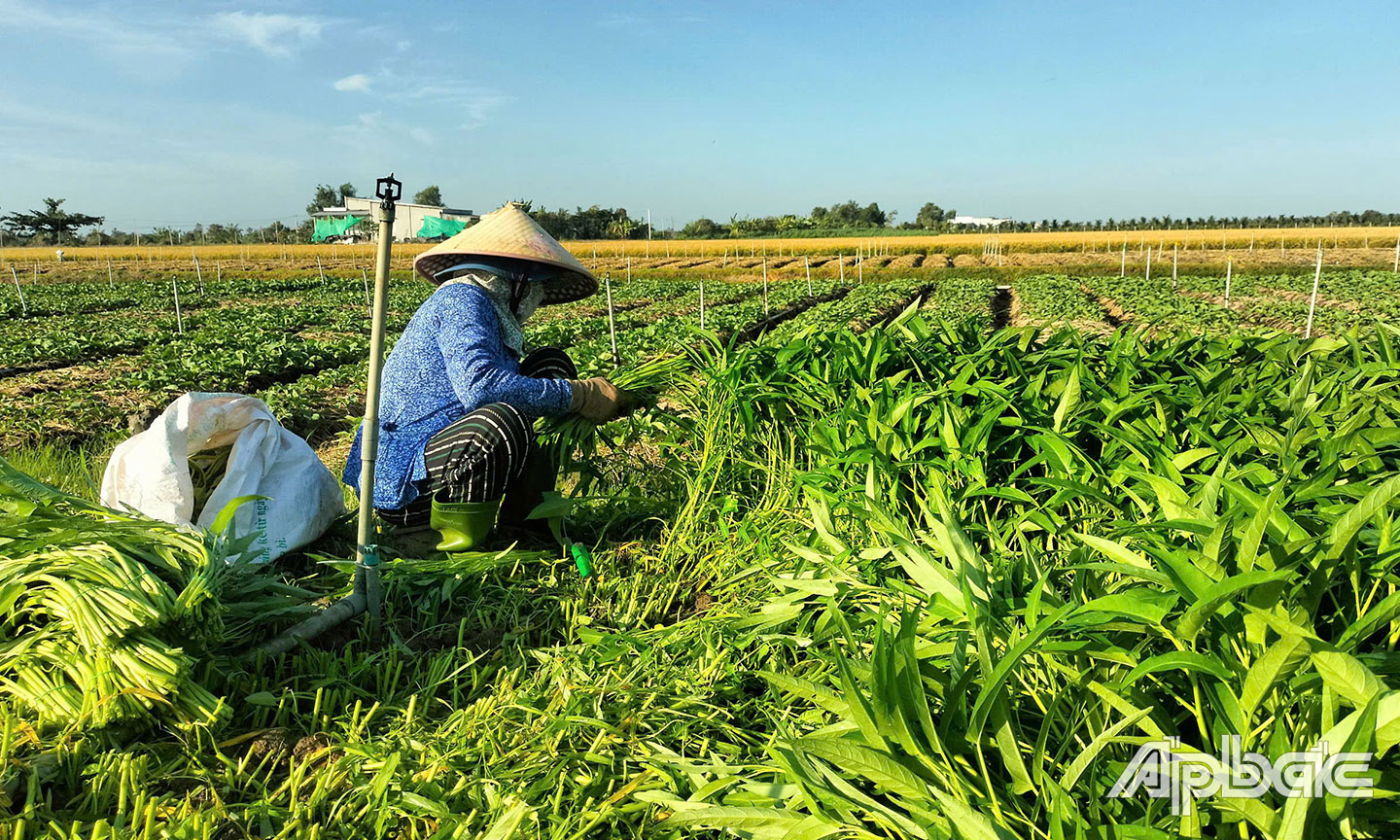 Nhiều mô hình liên kết sản xuất hiệu quả nâng cao thu nhập của người dân nông thôn.