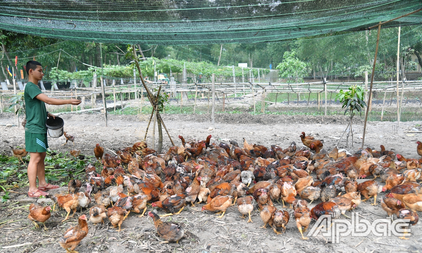 Trung đoàn 924, Bộ CHQS tỉnh Tiền Giang đẩy mạnh công tác tăng gia sản xuất theo Đề án QN-21.