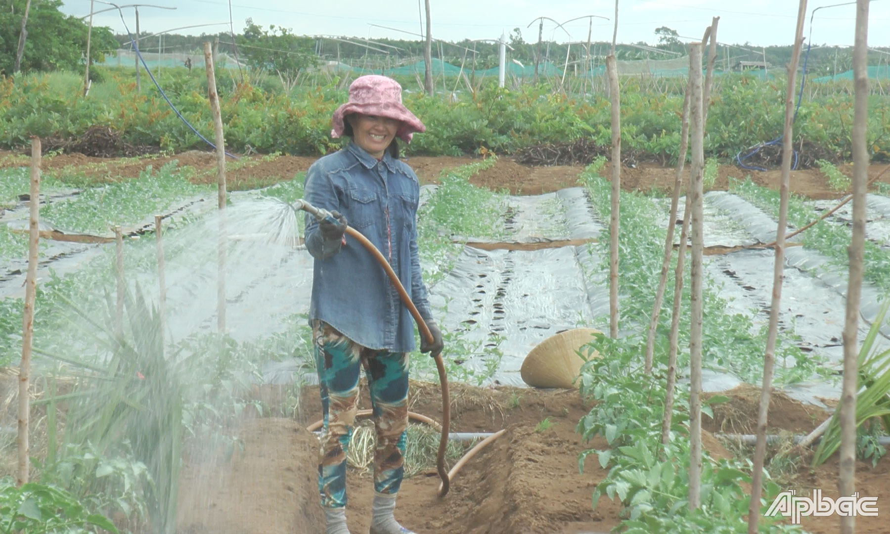 Phong trào trồng màu phát triển mạnh ở ấp Pháo Đài, xã Phú Tân.