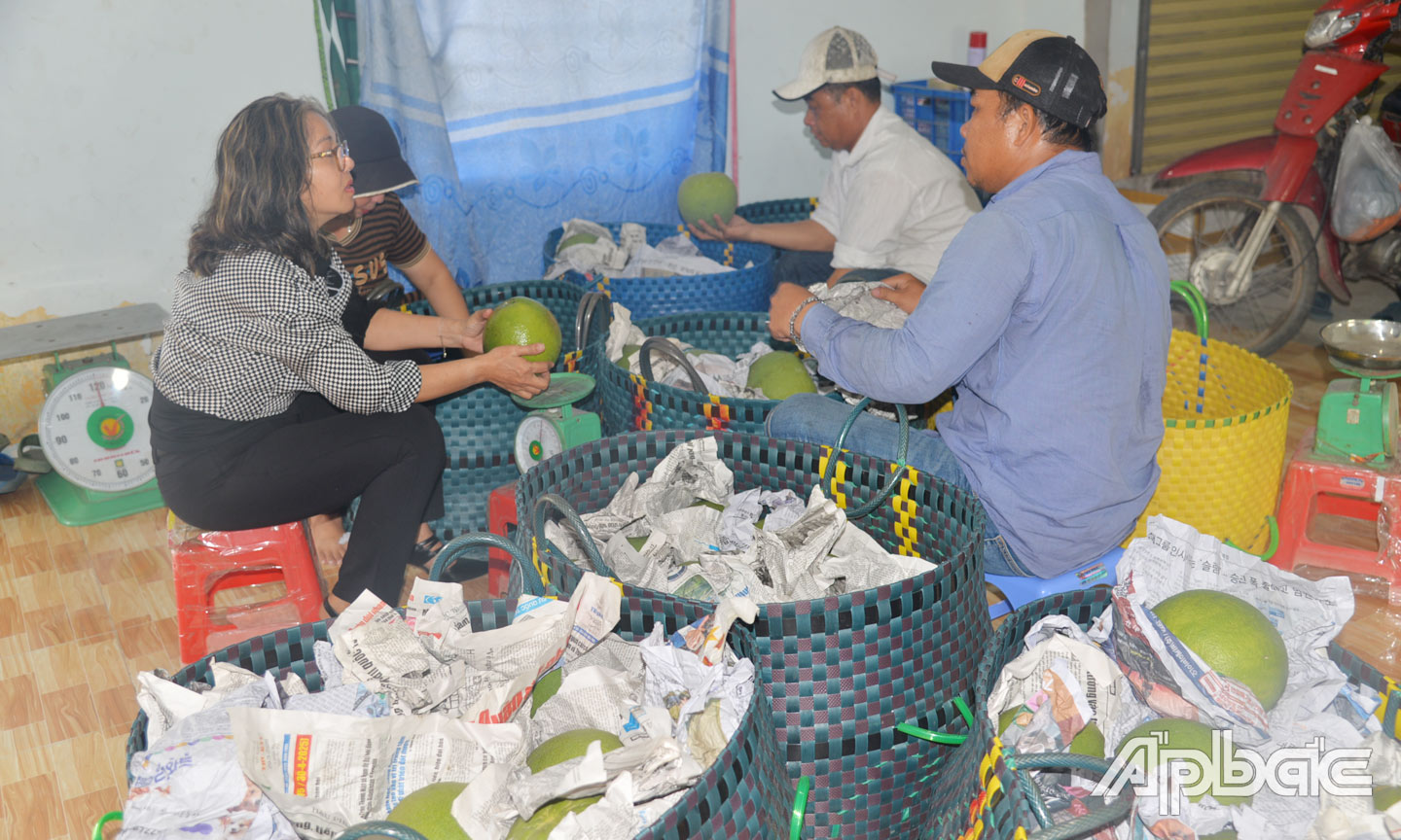 HTX Thành Công Đạo Thạnh, xã Đạo Thạnh, TP. Mỹ Tho thu mua bưởi da xanh.