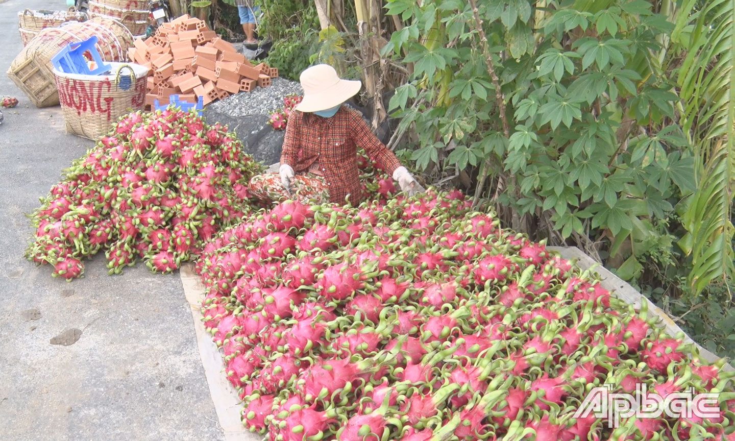 Thanh long là 1 trong 2 cây trồng chủ lực của huyện Chợ Gạo.