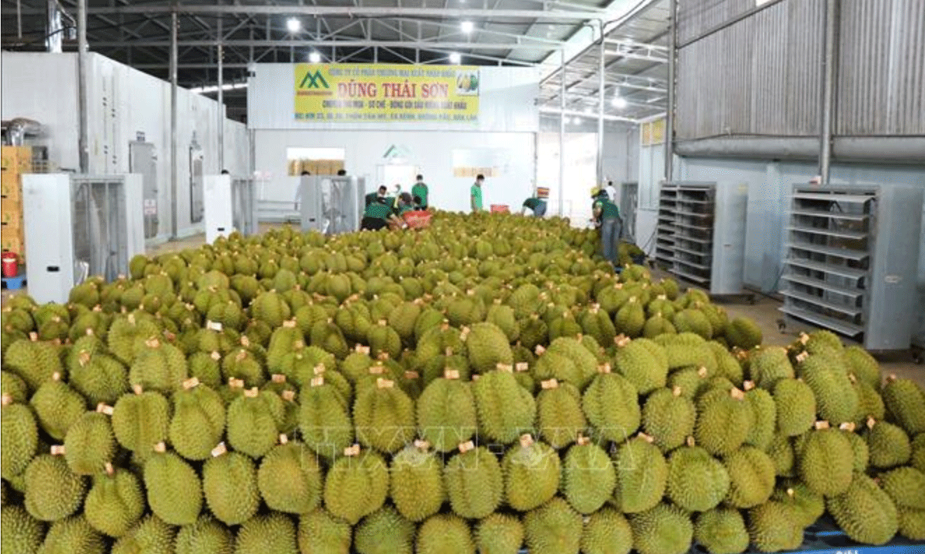 Doanh nghiệp thu mua sầu riêng đủ tiêu chuẩn xuất khẩu sang Trung Quốc. Ảnh: Anh Dũng/TTXVN